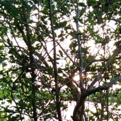 Dagupan City Bangus Festival - Pangasinan