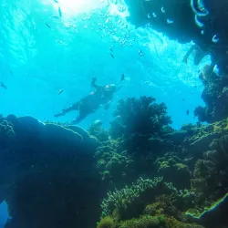 Balicasag Island - Panglao