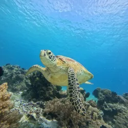 Balicasag Island - Panglao
