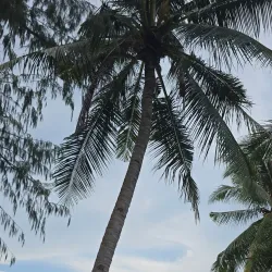 Momo Beach - Panglao