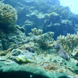 Momo Beach - Panglao