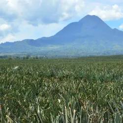 Pineapple Plantation Tours - Polomolok