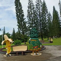 Pineapple Plantation Tours - Polomolok