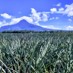 Pineapple Plantation Tours - Polomolok