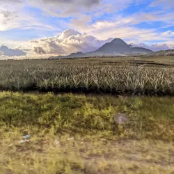 Pineapple Plantation Tours - Polomolok