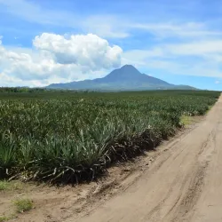 Pineapple Plantation Tours - Polomolok