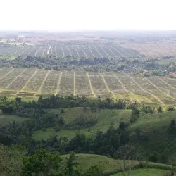 Pineapple Plantation Tours - Polomolok