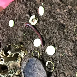 Palawan Butterfly Ecological Garden and Tribal Village - Puerto Princesa