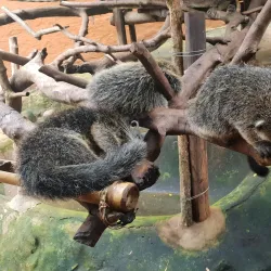 Palawan Butterfly Ecological Garden and Tribal Village - Puerto Princesa