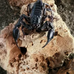 Palawan Butterfly Ecological Garden and Tribal Village - Puerto Princesa