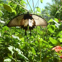 Palawan Butterfly Ecological Garden and Tribal Village - Puerto Princesa