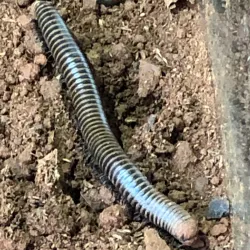 Palawan Butterfly Ecological Garden and Tribal Village - Puerto Princesa