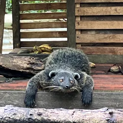 Palawan Wildlife Rescue and Conservation Center - Puerto Princesa