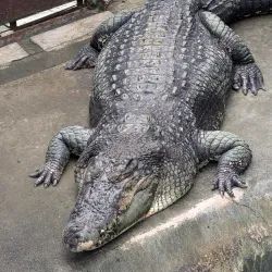 Palawan Wildlife Rescue and Conservation Center - Puerto Princesa