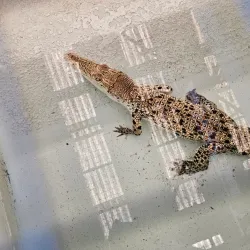 Palawan Wildlife Rescue and Conservation Center - Puerto Princesa