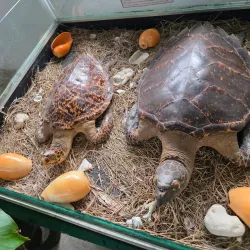 Palawan Wildlife Rescue and Conservation Center - Puerto Princesa