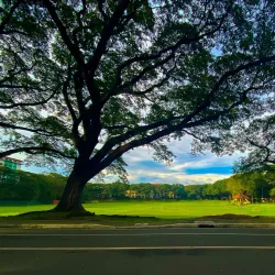 UP Diliman Campus - Quezon City