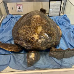 Panublion Cultural Center - Roxas