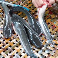 San Carlos City Public Market - San Carlos City