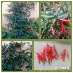 Barangay Tungkong Mangga Eco Park - San Jose del Monte