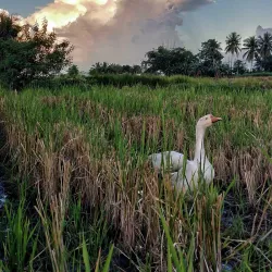 San Mateo Riverwalk - San Mateo