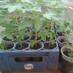 San Mateo Riverwalk - San Mateo