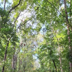 Mangrove Forest Reserve - Santa Cruz
