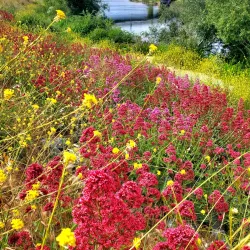 Riverwalk Park - Santa Cruz
