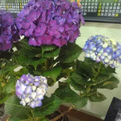 Santa Cruz Church - Santa Cruz