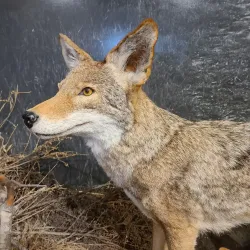 Santa Cruz Museum - Santa Cruz