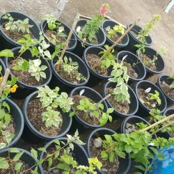 Cagayan Valley Botanical Garden - Santiago City