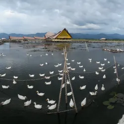 Lake Buluan - Shariff Aguak