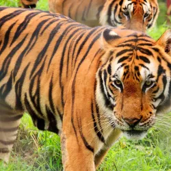 Zoobic Safari - Subic Bay Freeport Zone