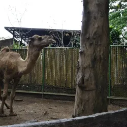 Zoobic Safari - Subic Bay Freeport Zone