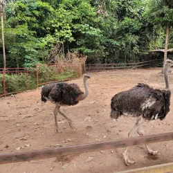 Zoobic Safari - Subic Bay Freeport Zone