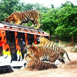 Zoobic Safari - Subic Bay Freeport Zone