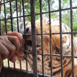 Zoobic Safari - Subic Bay Freeport Zone