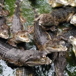 Zoobic Safari - Subic Bay Freeport Zone