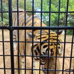 Zoobic Safari - Subic Bay Freeport Zone