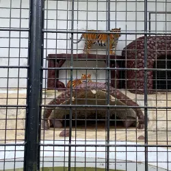 Kaamulan Festival Grounds - Valencia City