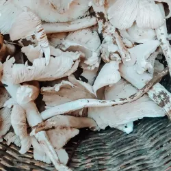 Mount Kalatungan Range Natural Park - Valencia City