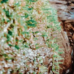 Mount Kalatungan Range Natural Park - Valencia City