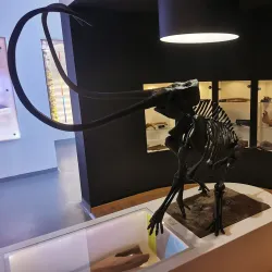 Bełchatów Museum - Bełchatów