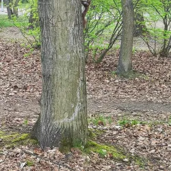 Park 1000-lecia - Bełchatów