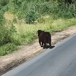 Rezerwat Przyrody "Kopalnia Bełchatów" (Nature Reserve) - Bełchatów