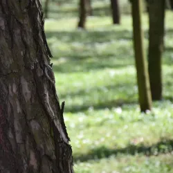 Park Miejski w Dębicy (City Park) - Debica (Dębica)