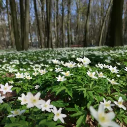 Park Miejski w Dębicy (City Park) - Debica (Dębica)