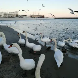 Beach in Gdynia - Gdynia