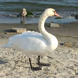 Beach in Gdynia - Gdynia