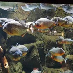 Gdynia Aquarium - Gdynia